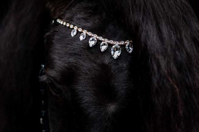 Produktfotografering hest Taastrup