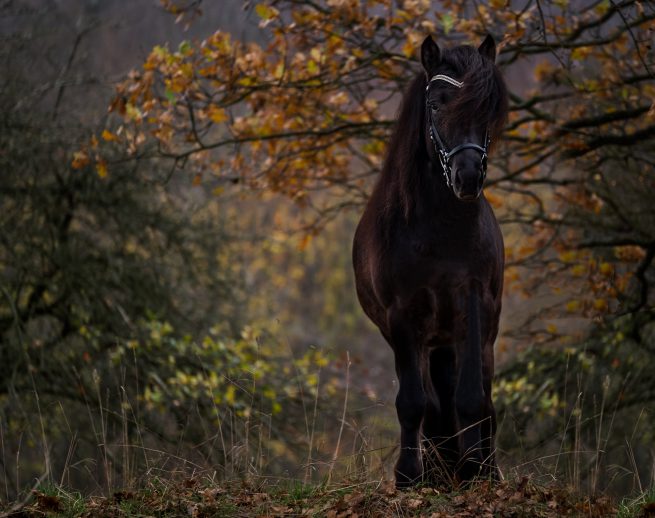 Produktfotografering pandebånd Taastrup