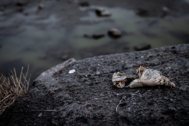 Død fisk udtørret gadekær