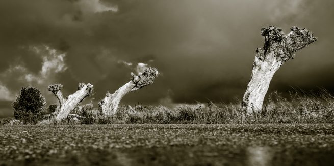 Gamle vindblæste træer