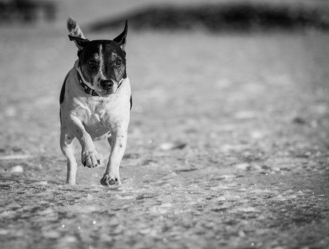 Løbende Jack Russel