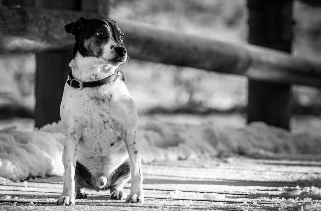 Jack Russel sidder vinter