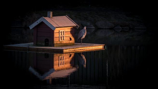 Fiskehejre ved sengeløse gadekær