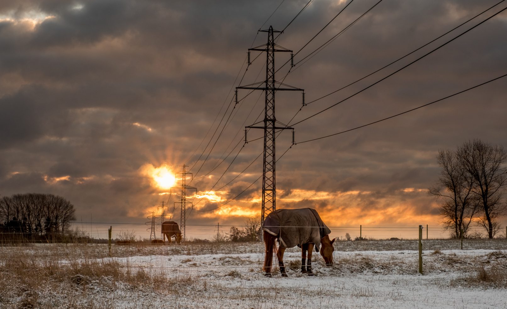 Heste i morgensol og sne